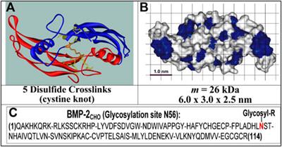 Camouflaged angiogenic BMP-2 functions exposed by pico-paracrine biohybrids